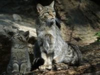 15. gatto 3