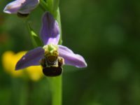 8a. orchidee_cop